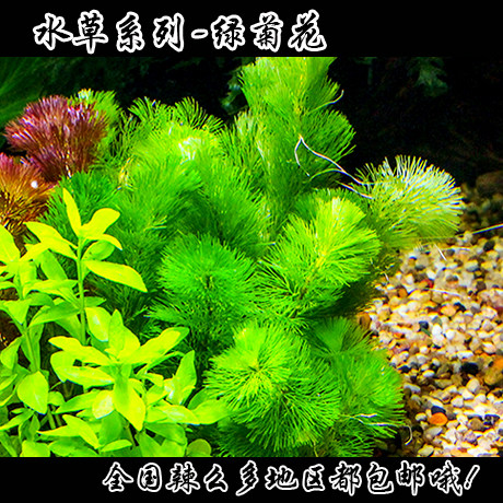Green chrysanthemum water grass ~ aquarium water grass ~ fish tank water grass ~ green chrysanthemum grass ~ goldfish water grass ~ real water grass ~ grass tank landscaping