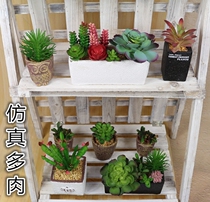 2017 simulation succulent potted potted simulation succulent plant fake succulent decorative ornaments Aloe vera egg top