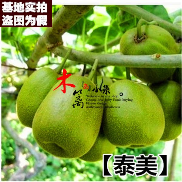 【泰美15】阳台庭院盆栽地栽嫁接苗 新西兰猕猴桃苗