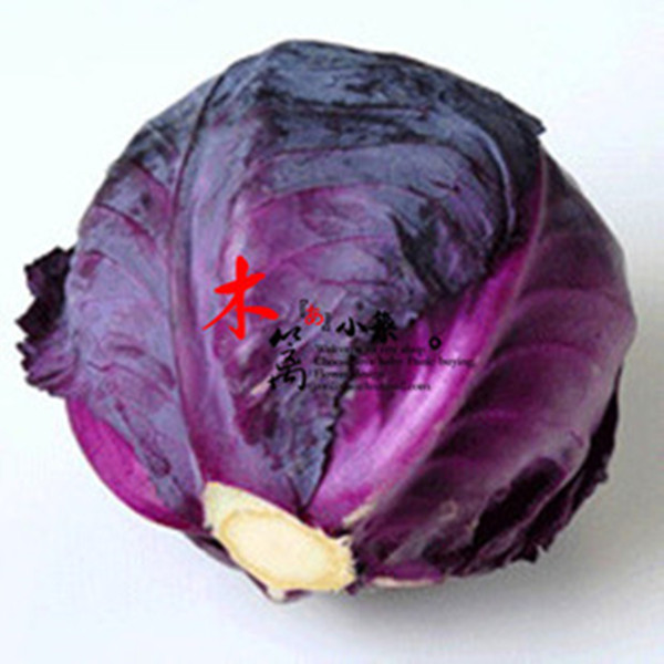 阳台 四季紫甘蓝 紫甘蓝 庭院种菜 勤劳种植 甘蓝菜