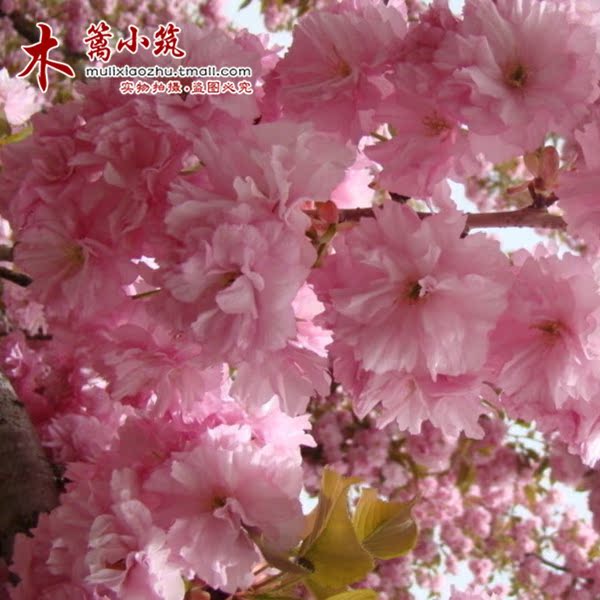 庭院植物 日本樱花苗 樱花苗木盆栽/地栽【关山樱】樱花花苗