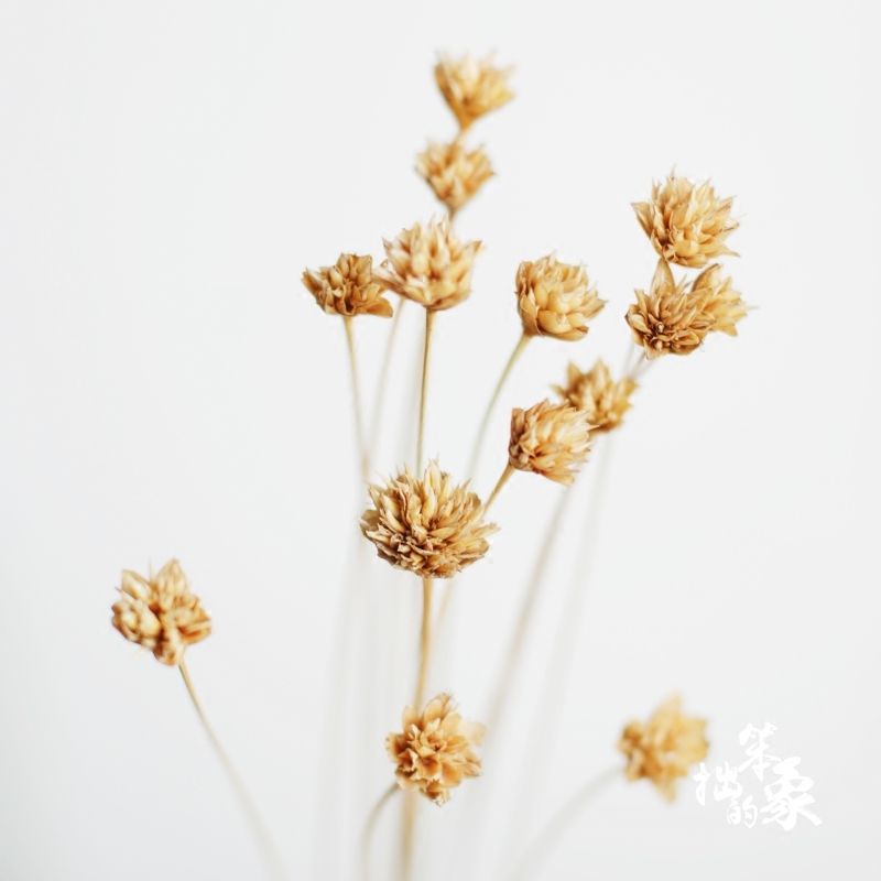 (small mountain flower) imported natural real flower small dry flower Mini Diy jelly mouth red fine mouth vase flower arrangement decoration