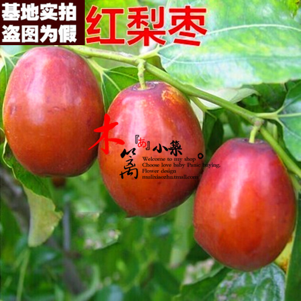 【红梨枣15】果樹苗枣树嫁接枣苗 阳台庭院绿植盆栽枣子苗