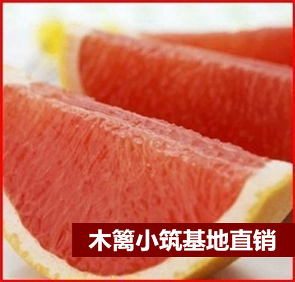 【超级红心蜜柚】盆栽地栽苗 柚子苗 天皇蜜柚 产量高 南北方种植