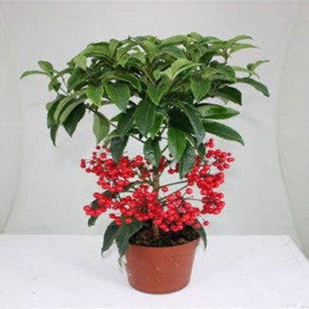 室内植物 富贵子 盆栽 绿植 花卉 富贵籽 大富大贵 招财进宝