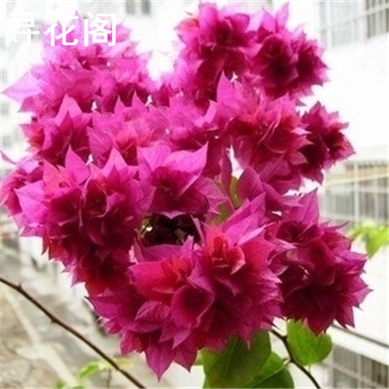 ����������81787