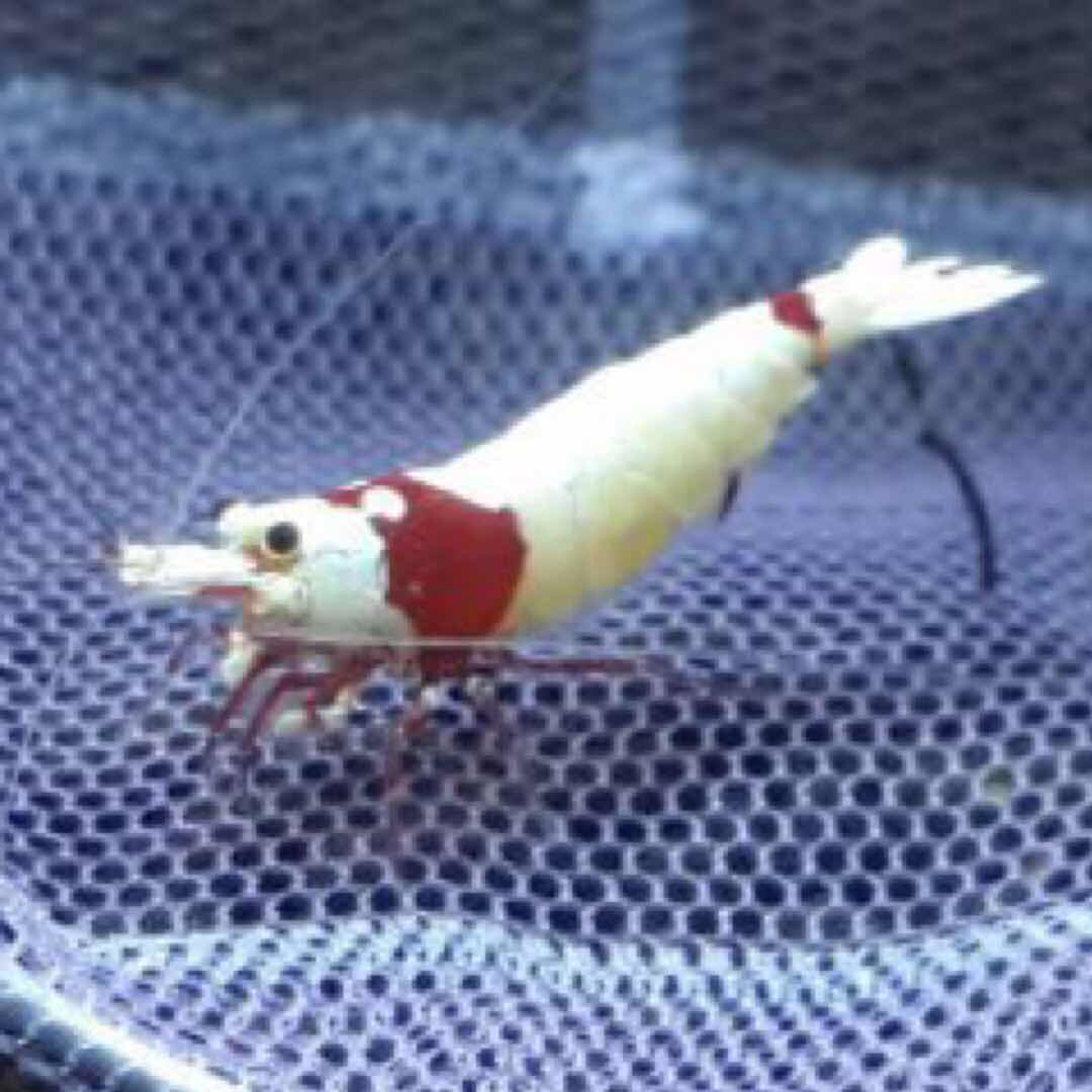 Pure blood red and white maggot crystal shrimp thick white porcelain white shrimp ornamental shrimp pet shrimp live rice shrimp pure lineage shrimp