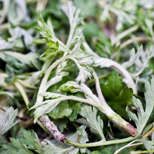 Ecological fresh Aiji fresh leaf 500g (mid May) aromatic pure enzyme material