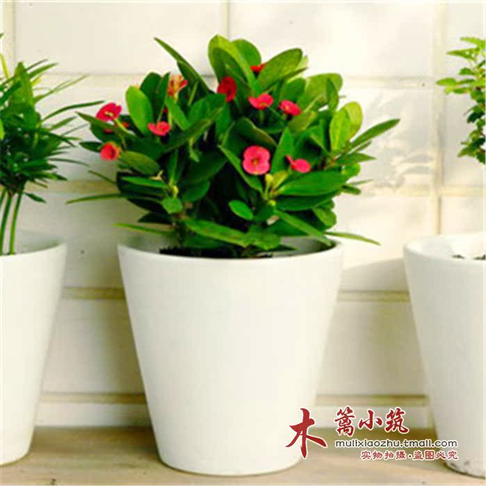 盆栽迷你小植物【虎刺梅】又名铁海棠 刺的锐利 梅的风韵