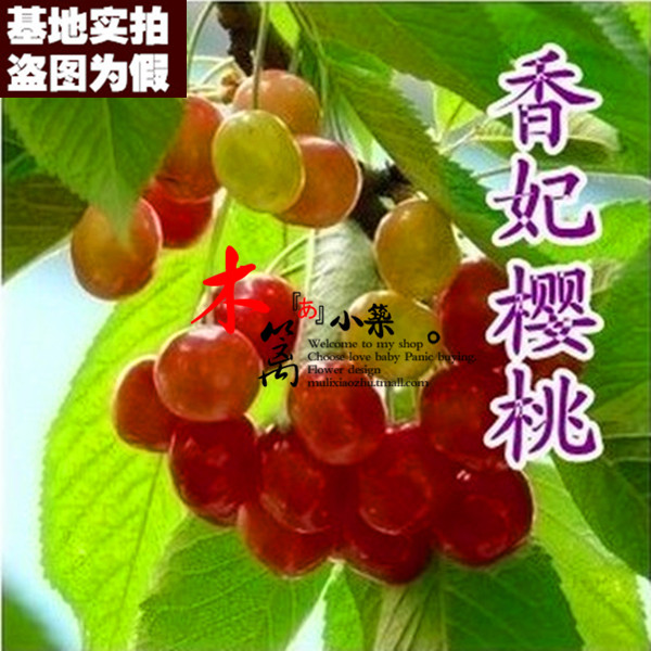 【香妃樱桃15】盆栽地栽车厘子樱桃苗嫁接苗当年结苗全国适宜