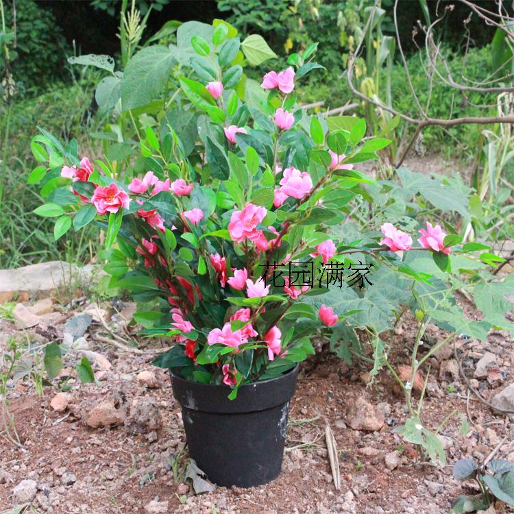 Simulation Fake Leaf Rhododendron Mini Potted Plant Flowers Leaves Green Planting Engineering Screen Decoration Manufacturer Direct Sales plant