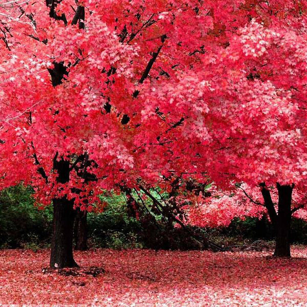 �Ӻ�Ե�辰hongfeng