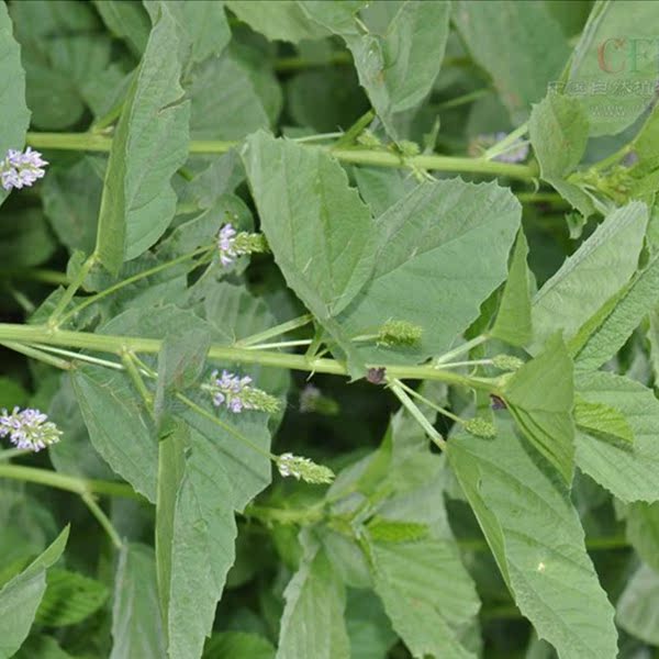 补骨脂16 盆栽室内苗花卉 阳台花 观花植物