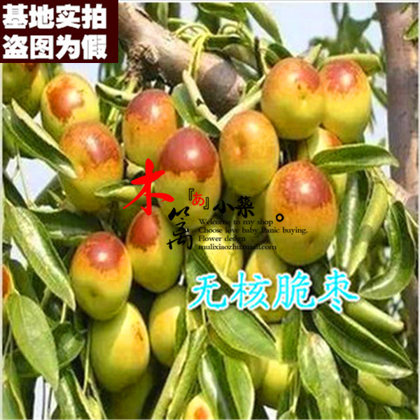 【无核脆枣15】果樹苗枣树嫁接枣苗 阳台庭院绿植盆栽枣子苗