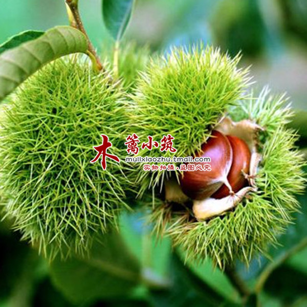 美洲榛果栗 板栗苗 栗子苗 阳台庭院盆栽地栽苗 全国适宜种植