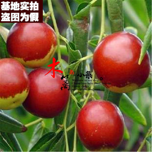 【黄冠枣15】果樹苗枣树嫁接枣苗 阳台庭院绿植盆栽枣子苗