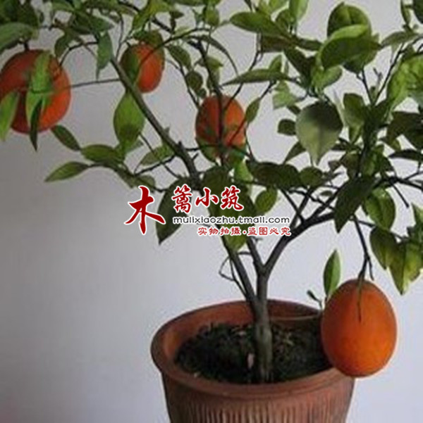 【代代桔】阳台室内绿植花卉盆栽 桔子苗桔子苗金桔苗橘子苗