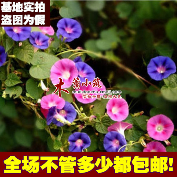 牵牛花矮牵牛 四季阳台花卉盆栽