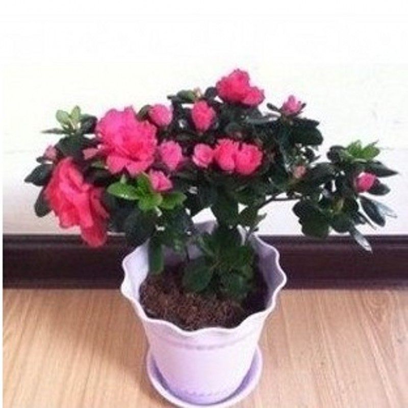 �̴����Զž黨