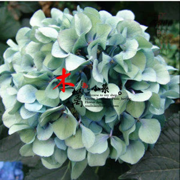 【感觉】室内庭院盆栽植物花卉盆景 八仙绣球花苗 当年开花