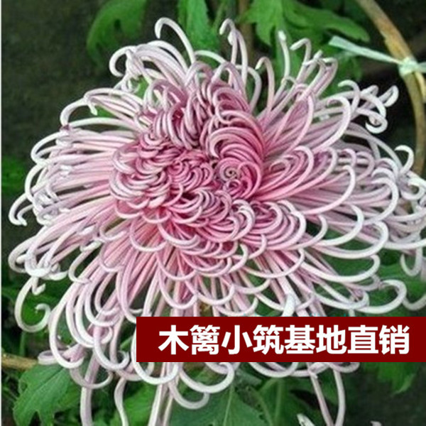 限时特价 盆栽菊花【桃花线】菊花苗 四季菊花菊花 当年开花