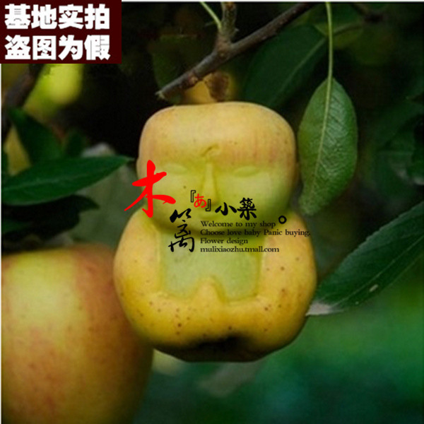 【佛娃15】人参果 真正的人生果 自然形成 人形娃娃盆栽地栽