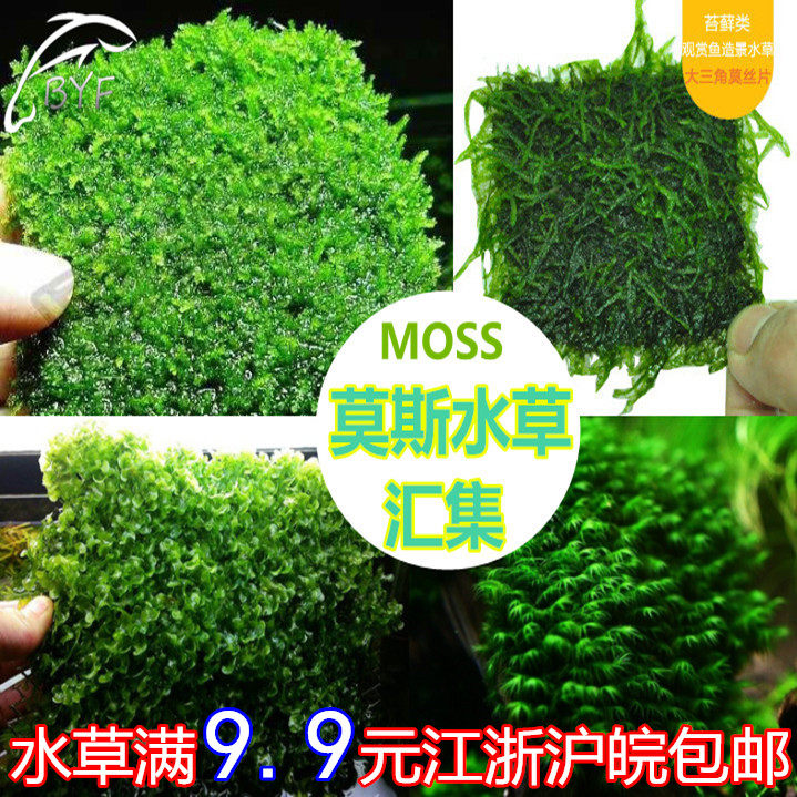 Fish tank building Moss water grass coral Moss big triangle Moss tail tundra Moss Wood Moss Tree Building