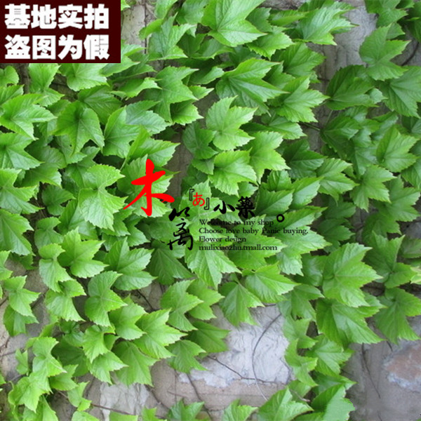【中国爬山虎16】爬山虎苗 五叶地锦墙的绿装 爬藤植物攀援花卉