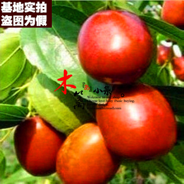 【红珍珠枣15】果樹苗枣树嫁接枣苗 阳台庭院绿植盆栽枣子苗