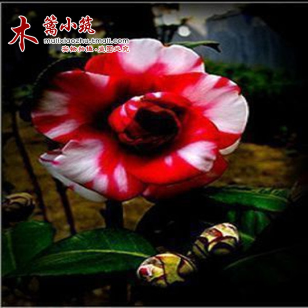 阳台庭院盆栽地栽山茶花树 精品茶花苗【查理】年宵花卉