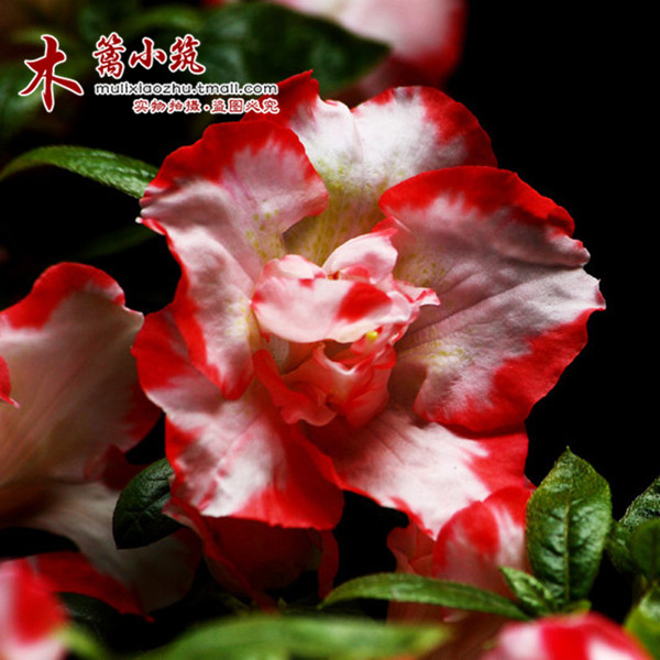 室内盆栽花卉 杜鹃花苗 盆栽杜鹃花 红颜杜鹃 西洋杜鹃花苗