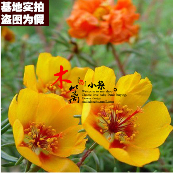 【柠檬单瓣16】太阳花 松叶死不了龙须牡丹半枝莲【500粒装】