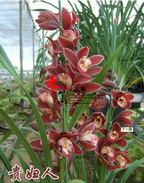 【贵妇人】盆栽花卉兰花苗大花蕙兰蝉兰虎头兰当年开花大花惠兰