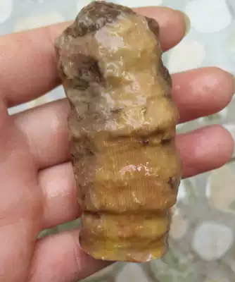 Ningqiang coral Jade four-shot pattern sun-striped single coral fossil can be carved as playing chapter beads (6 Choose