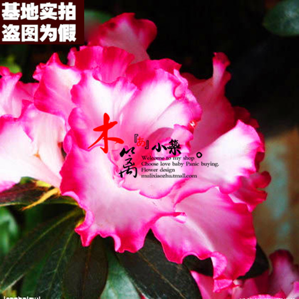 【5号杜鹃】室内盆栽花卉 盆栽杜鹃花 红丝杜鹃 西洋杜鹃花苗