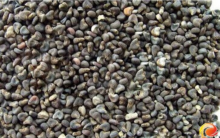Chinese herbal medicine Wild winter sunflower seeds green hemp white hemp 500 grams and abutilized hemp seeds