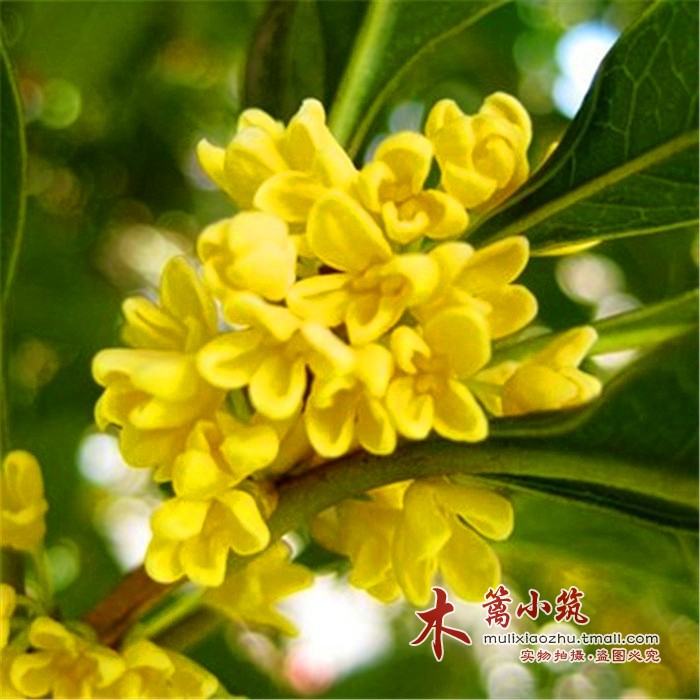 【日香桂】四季开花桂花苗 阳台庭院盆栽地栽苗 带土发货 花香浓