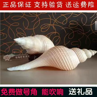 Big sound snail, long fragrant snail, horn snail, natural shell, conch, Tantric instrument, Horn, Buddhist Starfish, horn, trumpet, conch