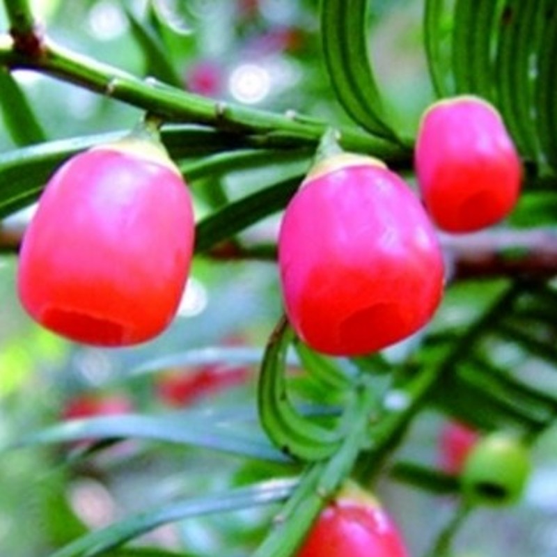 �̴���ɫС����