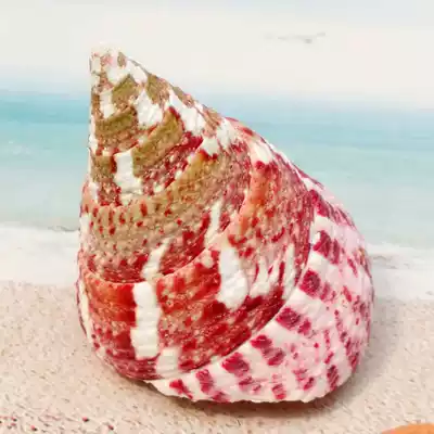 Natural conch shell ornaments flower spot Bell snail fish tank platform wall decoration wedding decoration creative jewelry