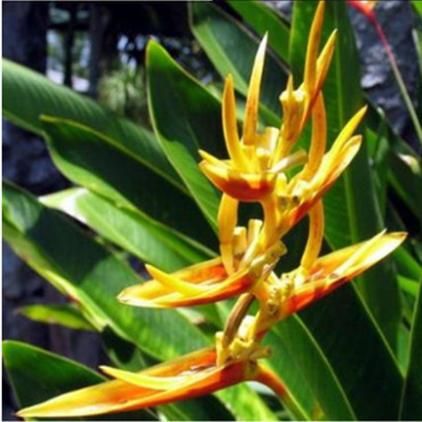 室内盆栽花卉【鹤望兰2】天堂鸟 吸甲醛 鹤望兰苗 鹤望兰盆栽