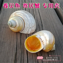  Natural conch shell luminous salamander snail salamander snail roll shellfish Hermit crab special shell fish tank aquarium landscaping