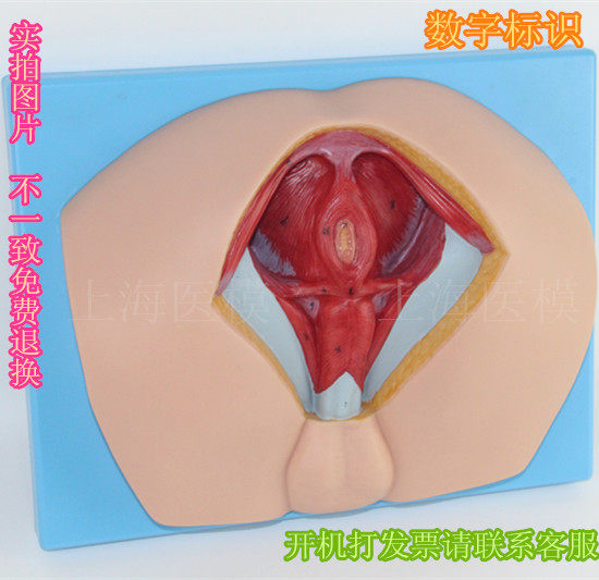 医用培训男性会阴解剖模型生殖器官模型男性生殖器官模型骨盆模型