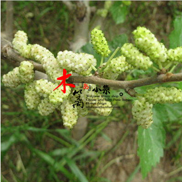 【白玉王】桑树 超级果桑苗 阳台庭院地栽盆栽苗 全国适宜