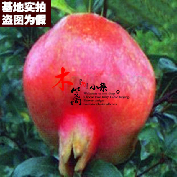 【四季红石榴15】果樹苗 巨籽蜜红色石榴盆栽地栽石榴苗