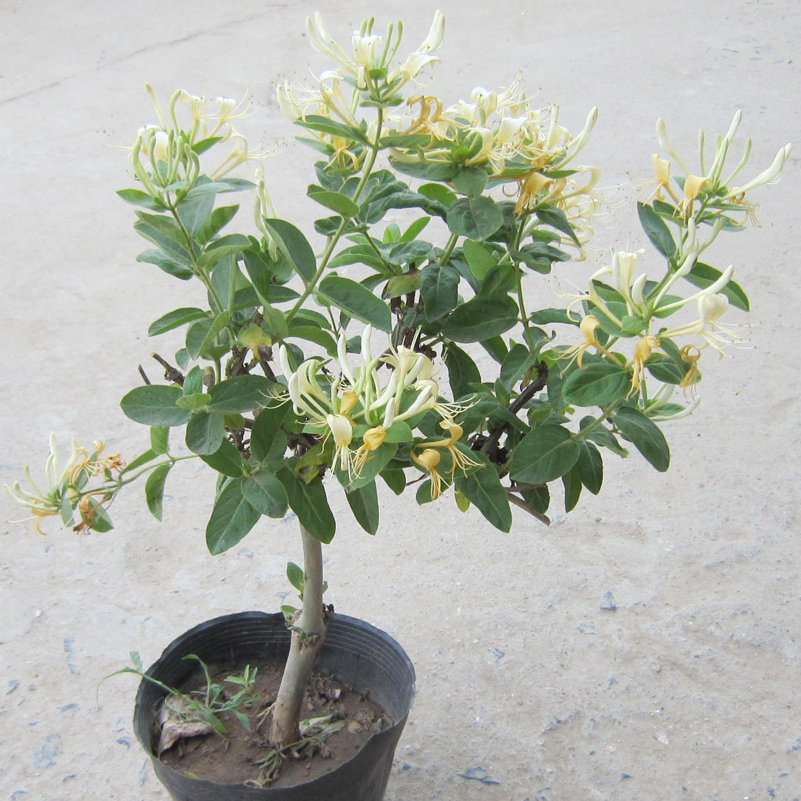 爬藤攀援植物 金银花盆栽花卉室内植物盆景 家庭盆栽地栽花卉植物