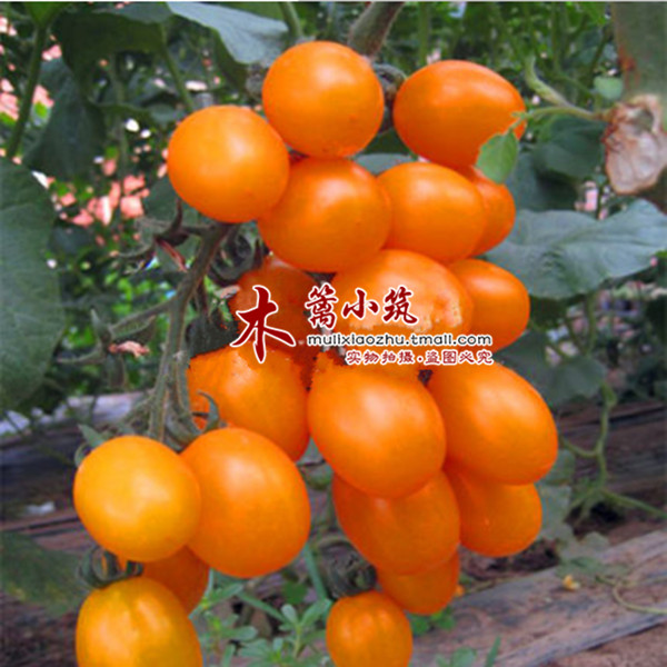 小西红柿【粉圣女果】圣女果  爬藤小番树小番茄