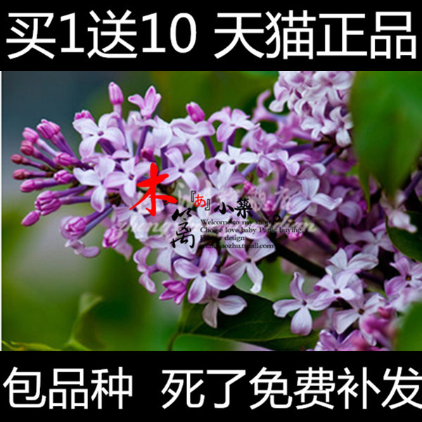 【垂枝丁香】庭院盆栽花卉植物 丁香苗 丁香花苗 香味浓厚