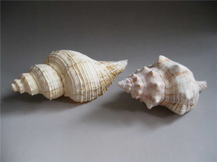 In the 1980s, natural super large conch shell handicraft decoration fish tank landscaping creative home decoration accessories punching drill