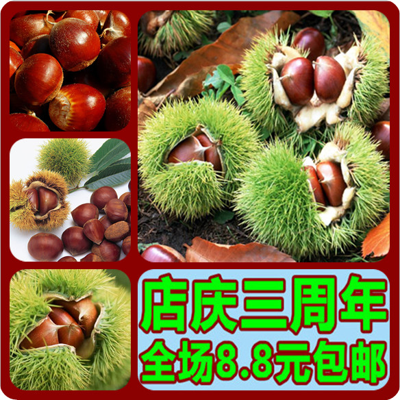 【大分早生】板栗苗 栗子苗 阳台庭院盆栽地栽苗 全国适宜当年结